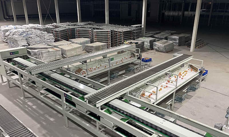fruit packing machine.jpg